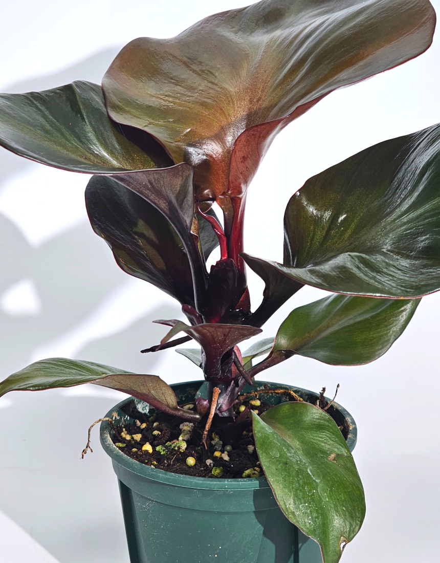 희귀식물 필로덴드론 레드하트 10cm - 상세 이미지 4