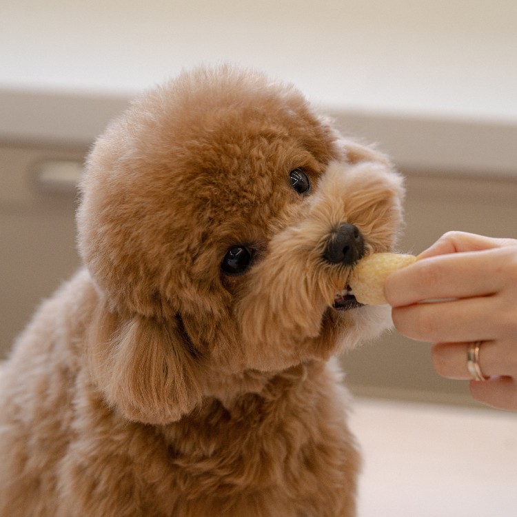 잇츄 소프트 100g 2+2 부드러운 강아지 간식 말랑한 노견 덴탈껌