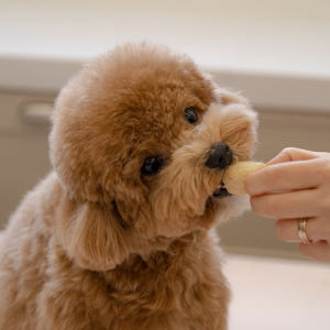 잇츄 소프트 100g 2+2 부드러운 강아지 간식 말랑한 노견 덴탈껌 솔직 후기 | 실제 사용자 리뷰 총정리 - 상품 이미지 4