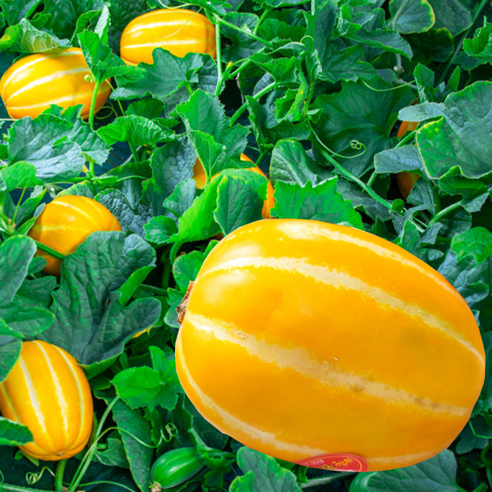 복수구매할인 성주 참외 못난이 가정용 경북성주 고당도 꿀참외 산지직송 1kg, 1개