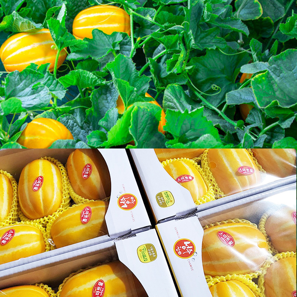 복수구매할인 성주 참외 못난이 가정용 경북성주 고당도 꿀참외 산지직송 5kg, 1개