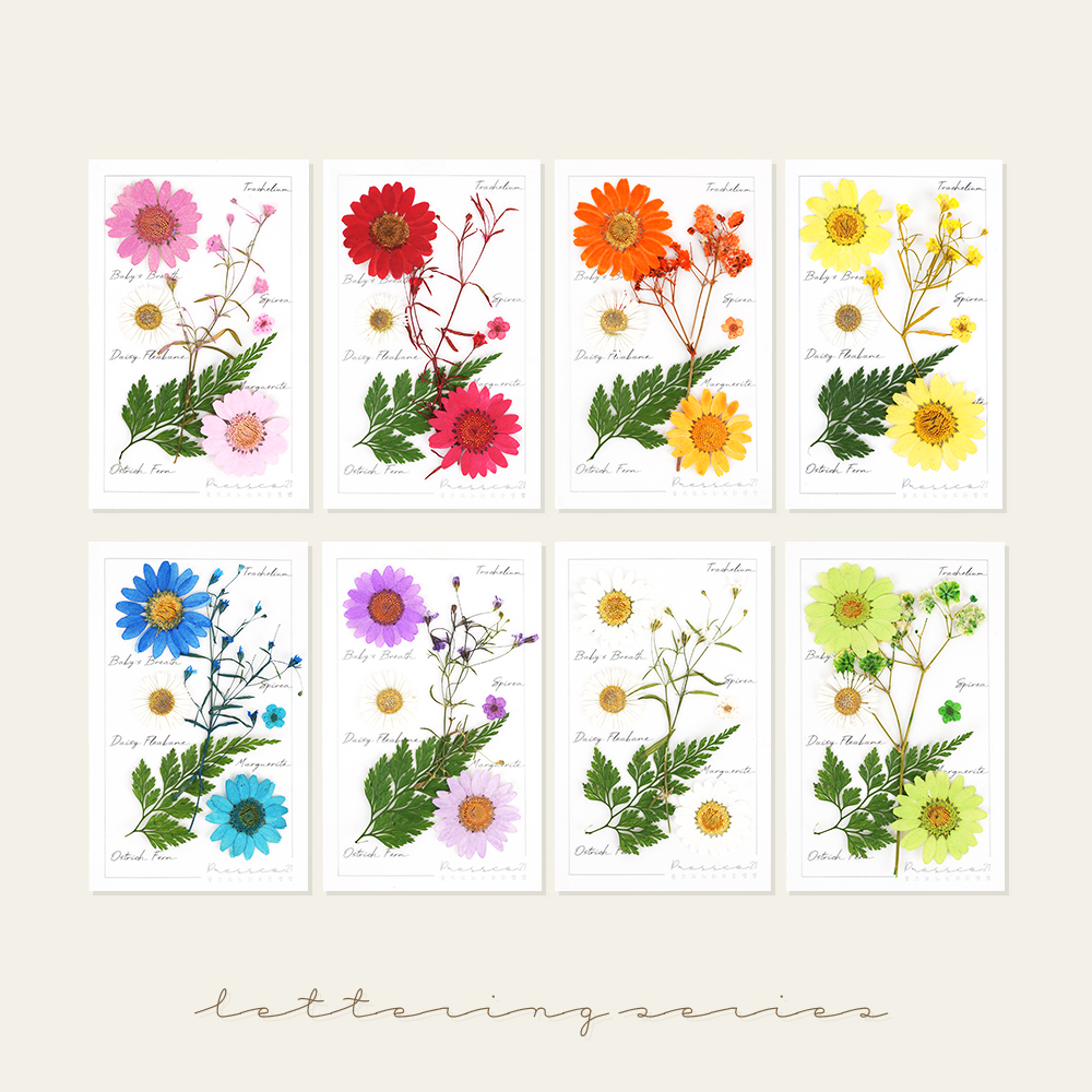 압화 압화꽃 꽃송이 프레스코21 프리미엄 레터링시리즈S 제품 이미지