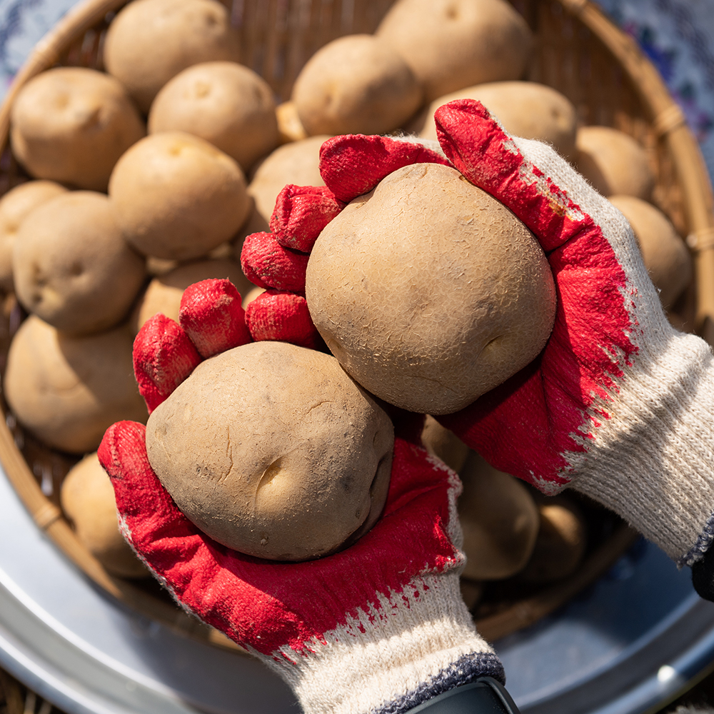 제철 햇 감자 수미 두백 국내산