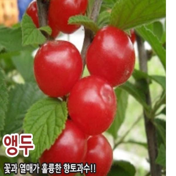유실수 묘목/앵두나무 조선앵두 /접목1년생, 상묘-3주묶음  CH169 : 느티나무아래