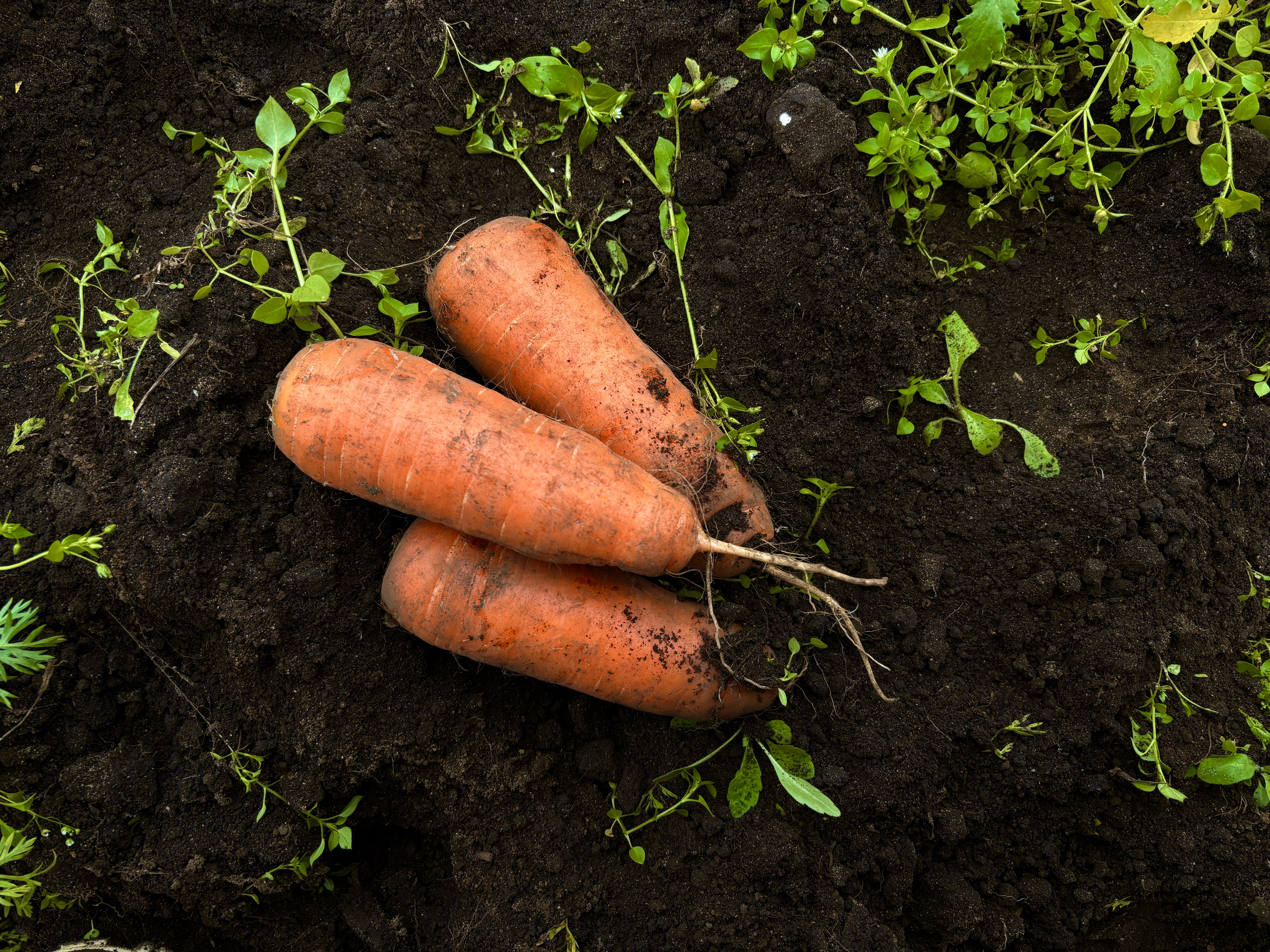 제주 당근 흙 구좌 당근 5kg,10kg 국내산