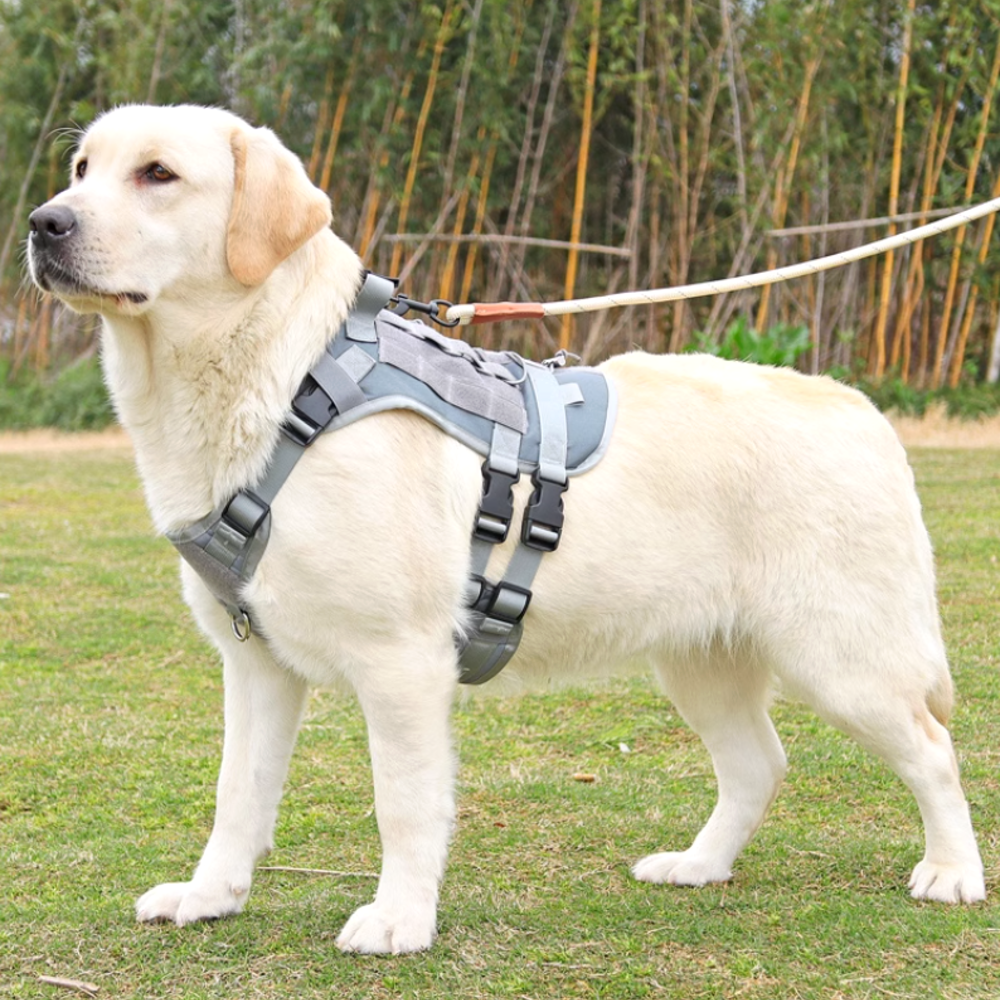 강아지 하네스 가슴줄 대형견 하네스 앞섬방지 중형견 진돗개 하네스 D형 쓰리라인
