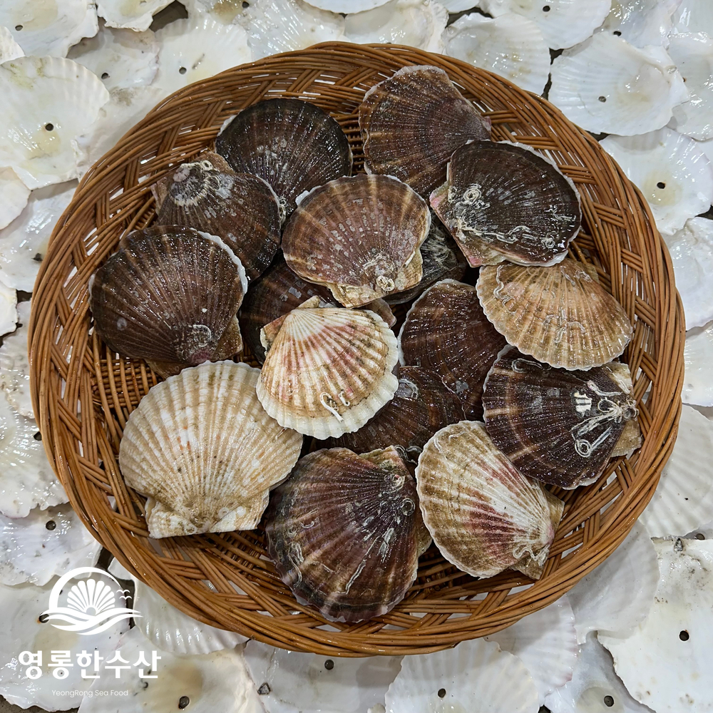 알이 통통한 제철 대왕 참가리비 1kg - 상세 이미지 3