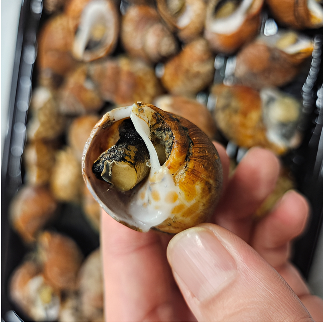 완전손질 바로먹는 고동 별미 자숙 범고동 골뱅이 1+1(500g+500g) - 상세 이미지 3