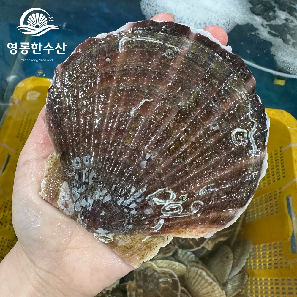 알이 통통한 제철 대왕 참가리비 1kg - 상품 이미지