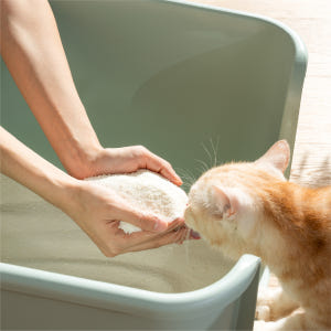 캣츠태그 냄새잡는 카사바모래 2.5kg 3개 무향 탈취 빠른응고 떡짐방지... 솔직 후기 | 실제 사용자 리뷰 총정리 - 상품 이미지 2