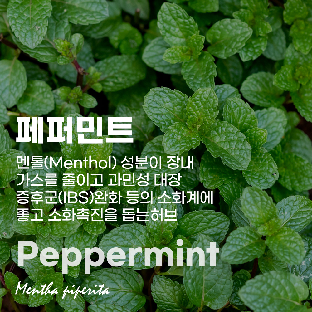 페퍼민트 영국메디컬허브 집중력 소화 대사증후군 과민성 대장 IBS 민감한 장에 좋은 허브차 - 상세 이미지 2