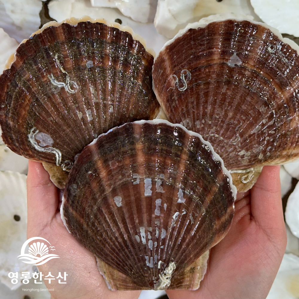 알이 통통한 제철 대왕 참가리비 1kg 이미지 6
