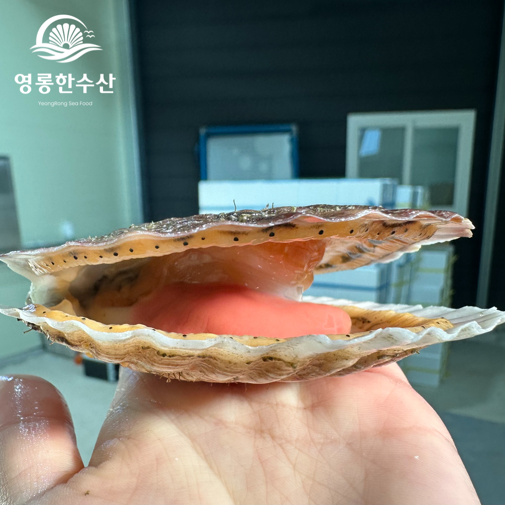 알이 통통한 제철 대왕 참가리비 1kg 이미지 7
