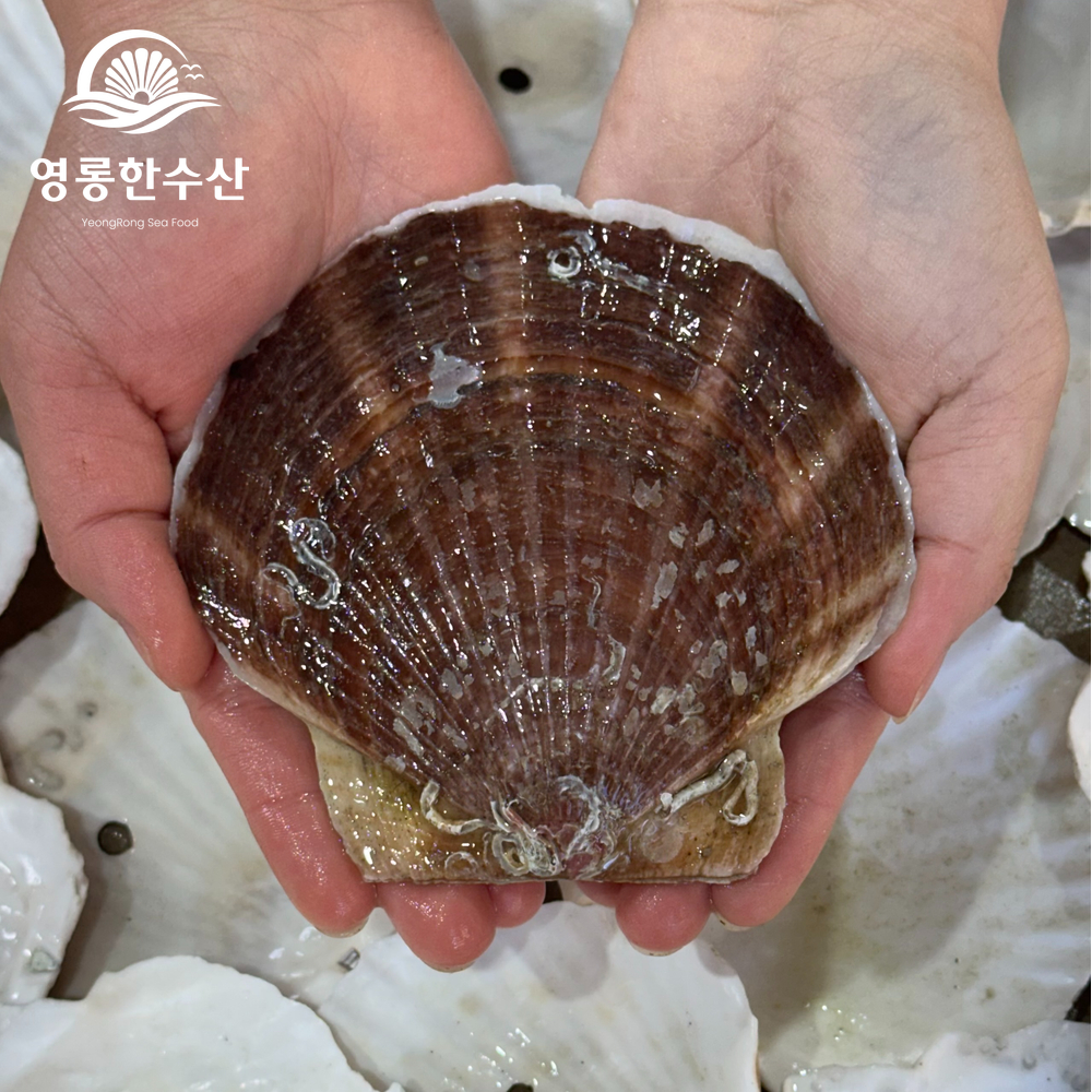 알이 통통한 제철 대왕 참가리비 1kg - 상세 이미지 4