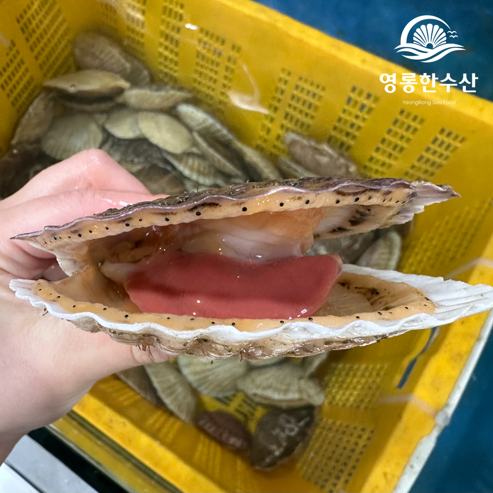 알이 통통한 제철 대왕 참가리비 1kg 이미지 8