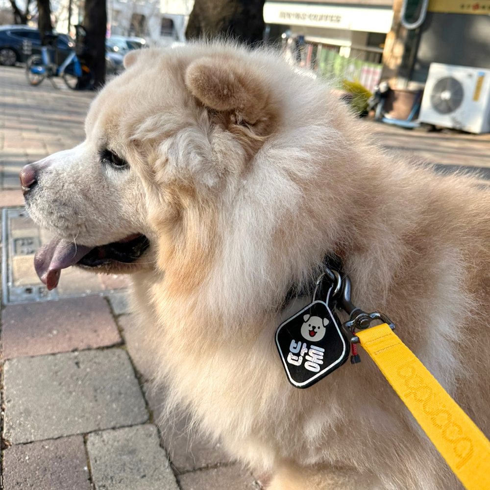 (소형)강아지 네임택 강아지 인식표 전사네임택 이름표 반려견 명찰 마름모형 이미지 6