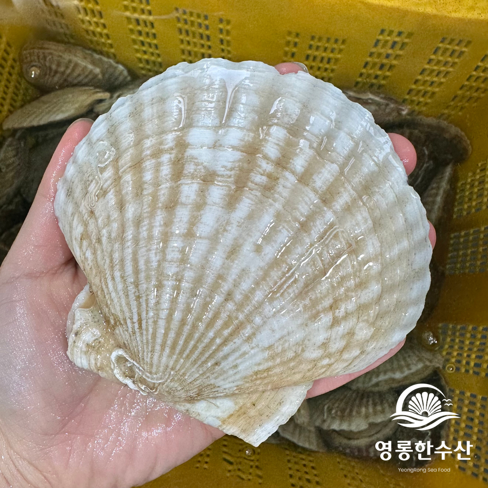 알이 통통한 제철 대왕 참가리비 1kg - 상세 이미지 2