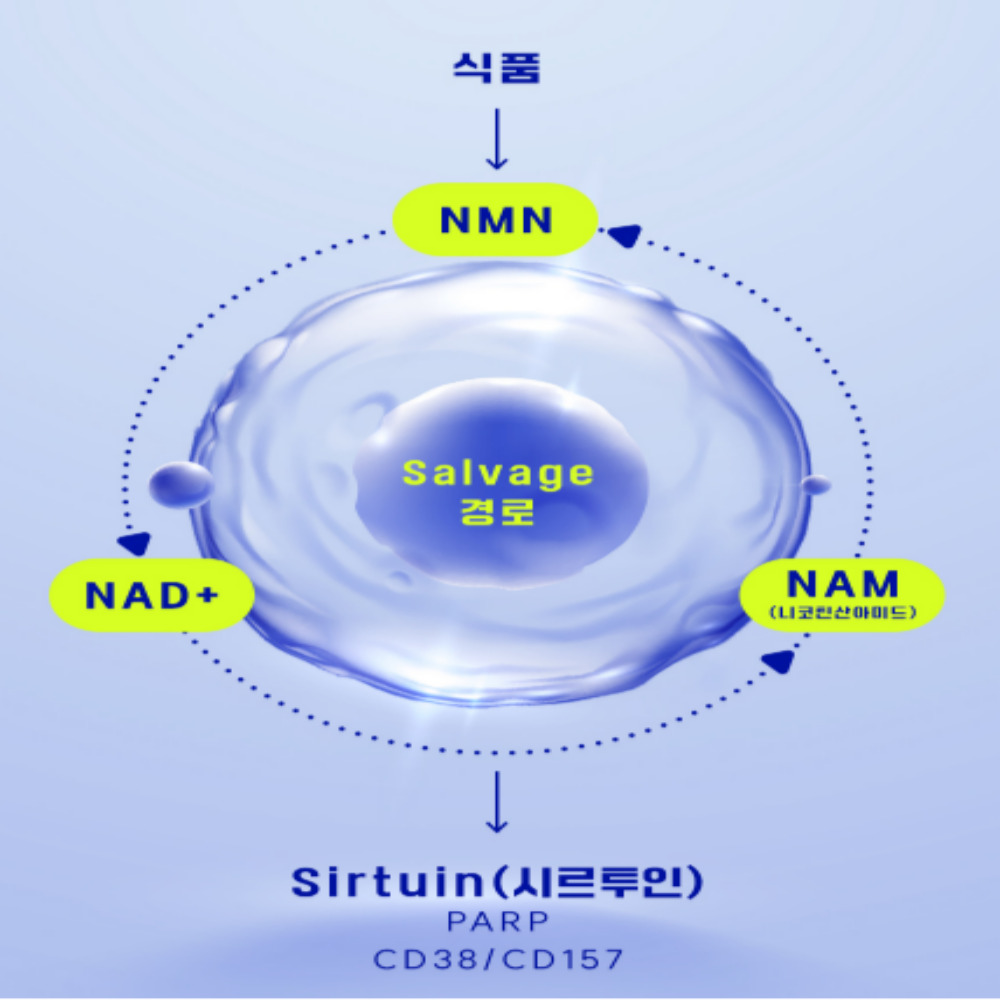 NMN 라이프미 엔엠엔 필름 NMN효능 30매 - 상세 이미지 3
