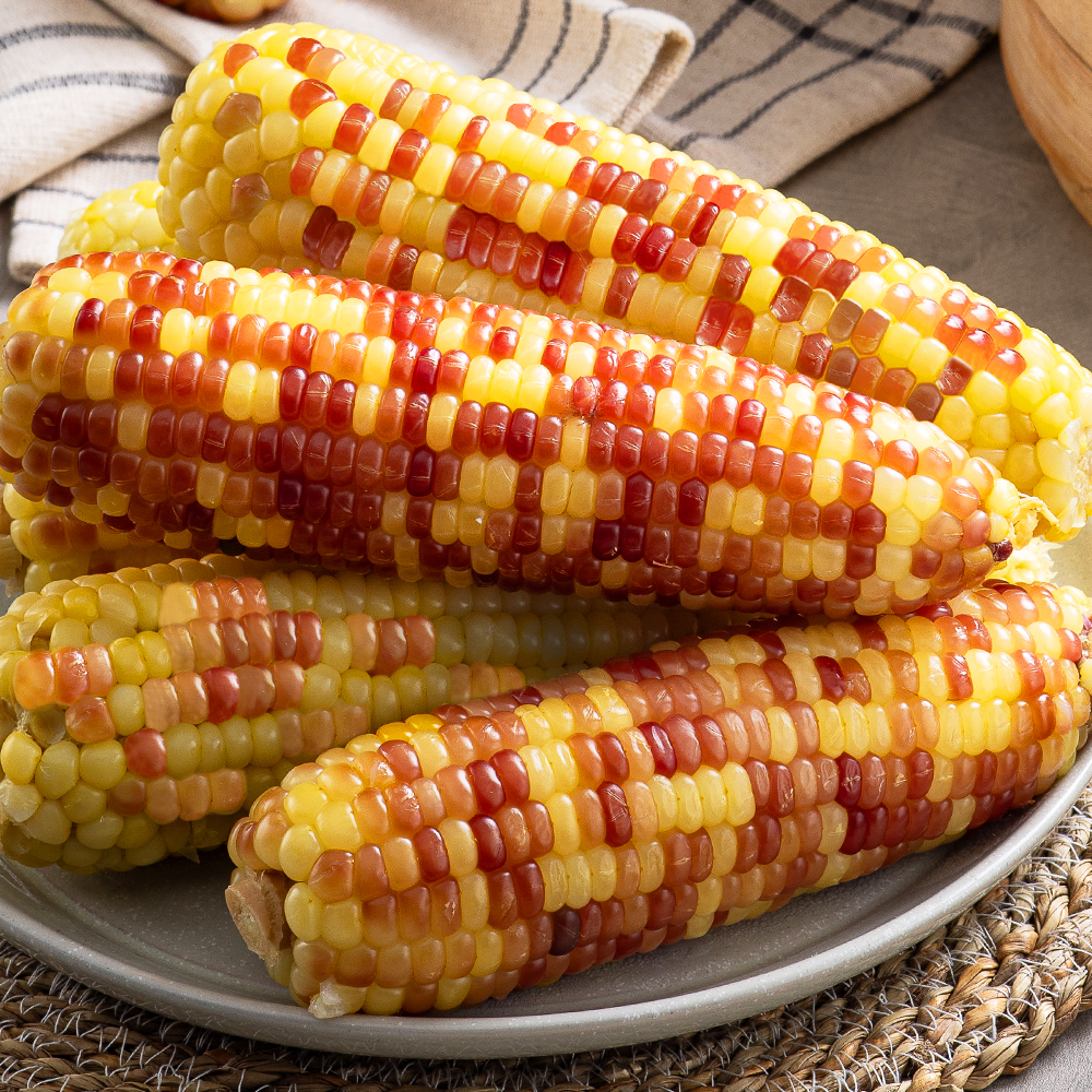 쪄서가는 냉동 찰옥수수 홍찰 백찰 옥수수 10개