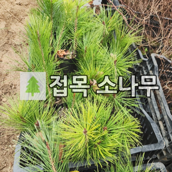 소나무 묘목 수양솔 접목1년 포트묘 : 경동농원