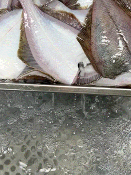 자연산 반건조가자미 참가자미 알가자미 반건조 생선 무염 1kg 