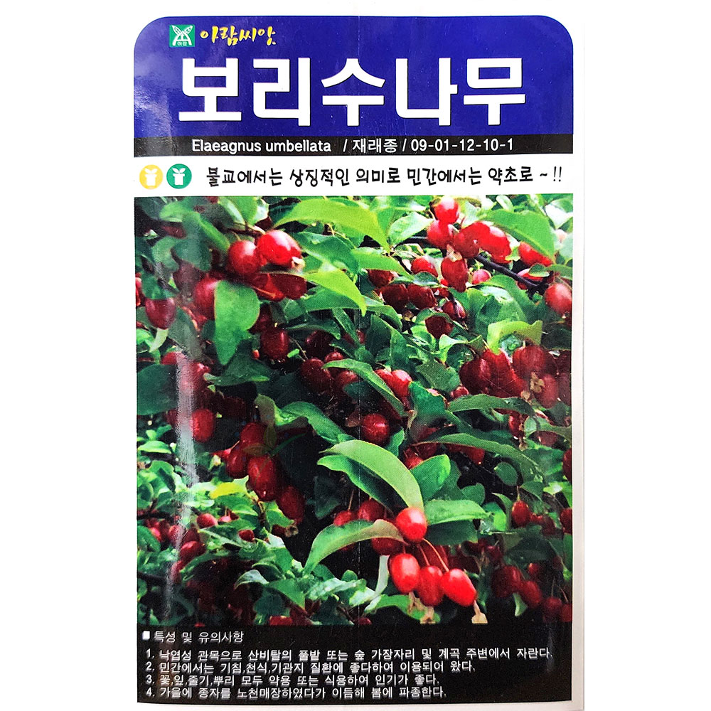 보리수나무 300립 아람 25년 보리수나무씨앗 : 제일농약사