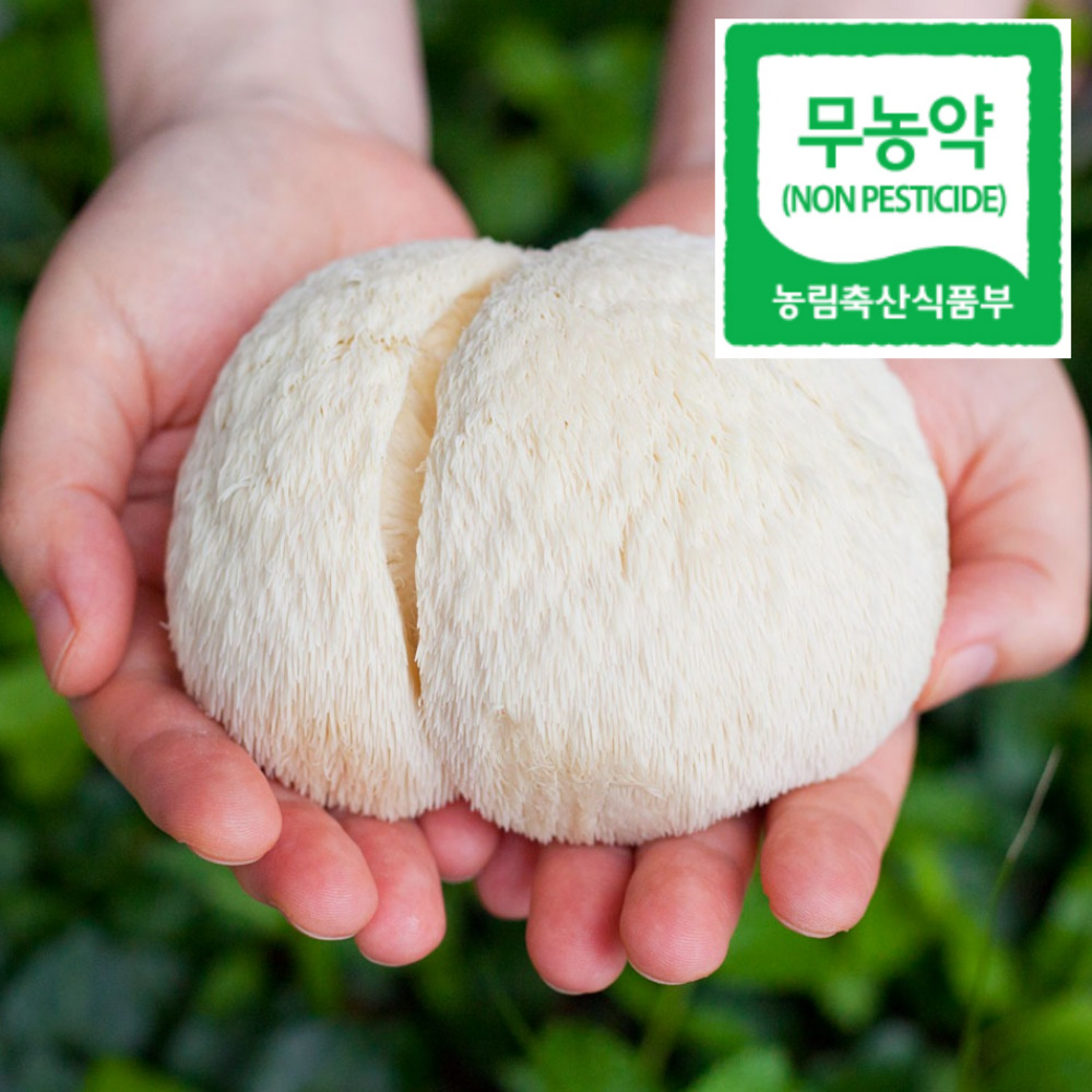 노루궁뎅이버섯 생 먹는법 차 효능 무농약 부안 2팩 - 상품 이미지