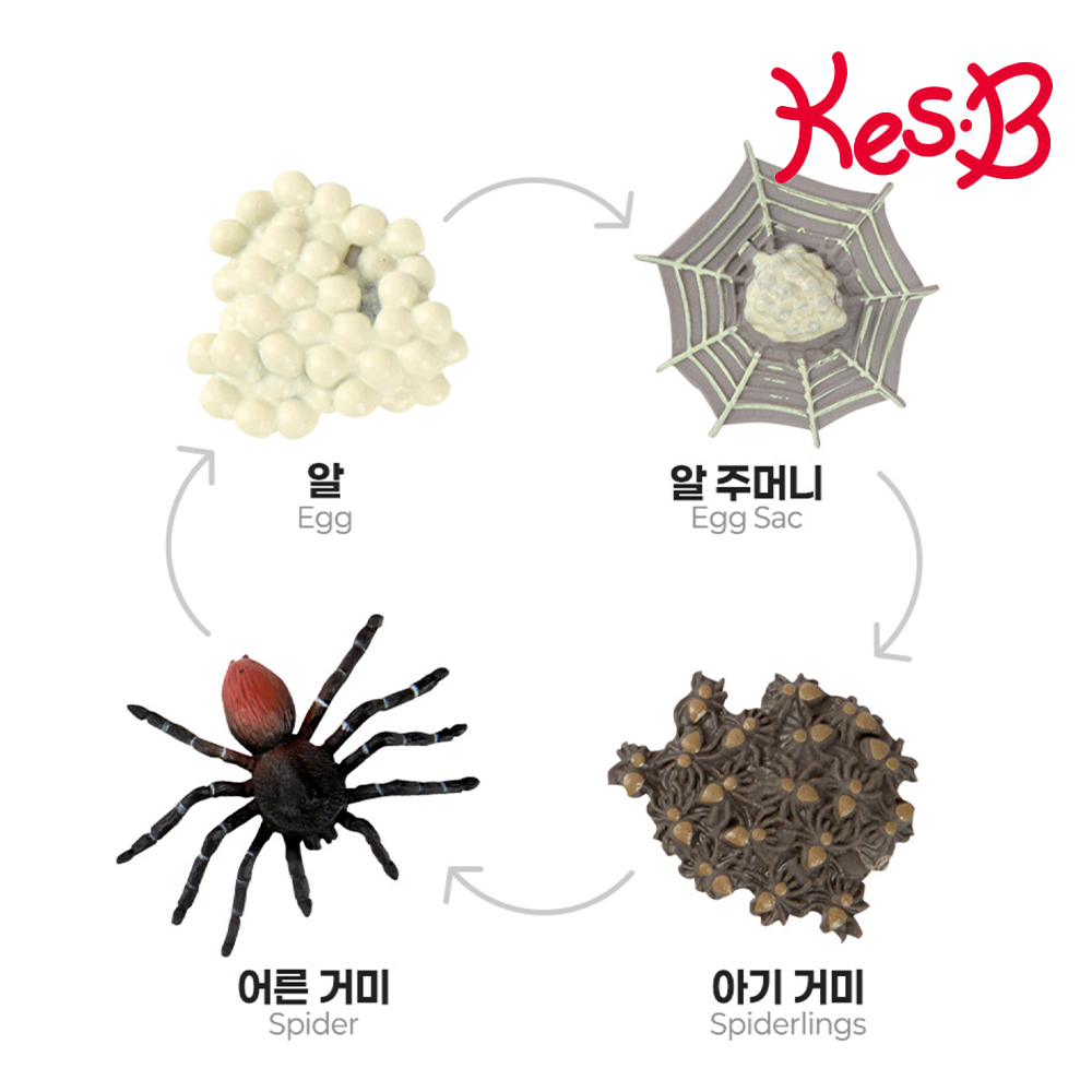 식물 새싹 씨앗 성장 과정 자연 과학 관찰교구 피규어 활용북 포함 어린이집 유치원 - 상세 이미지 5