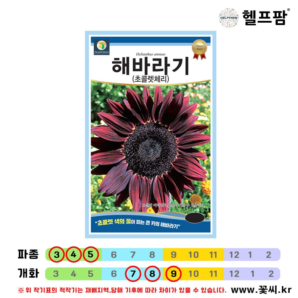 헬프팜 해바라기 초콜렛체리 50립 꽃씨 씨앗 종자 다농 : 헬프팜-help.farm