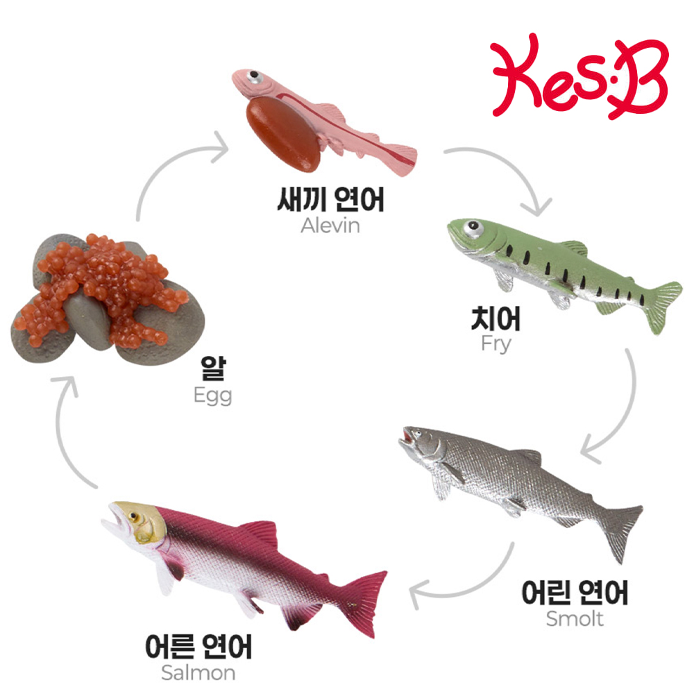 달팽이 관찰교구 학습 피규어 성장 과정 자연 과학 활용북 포함 어린이집 유치원 - 상세 이미지 2