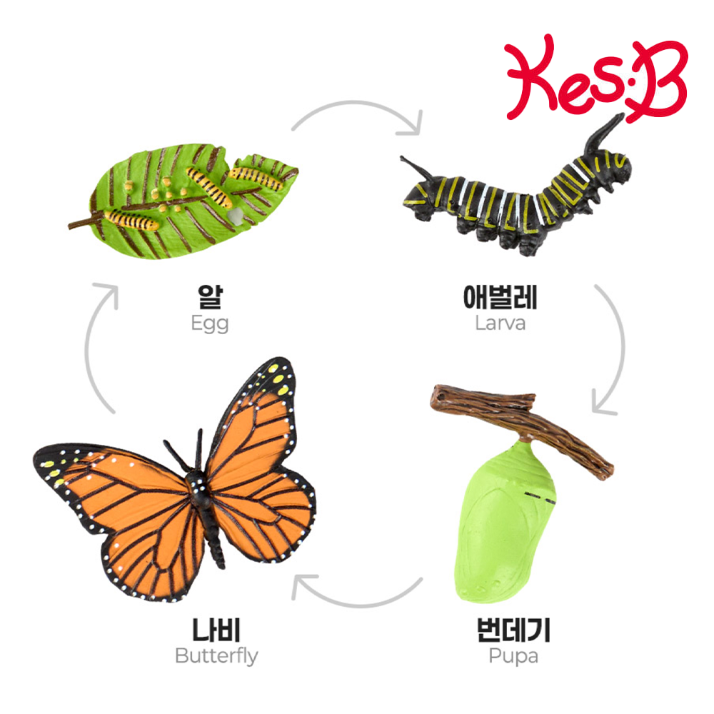 식물 새싹 씨앗 성장 과정 자연 과학 관찰교구 피규어 활용북 포함 어린이집 유치원 - 상세 이미지 2