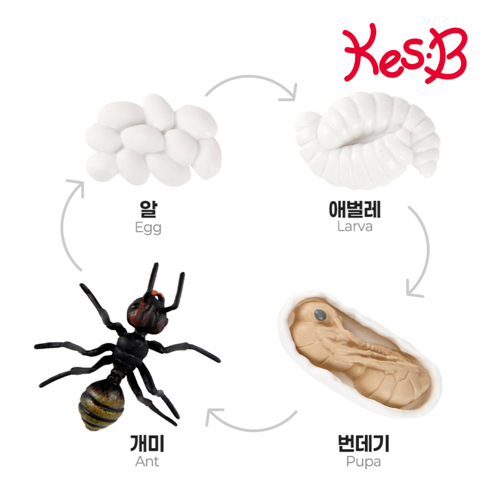 식물 새싹 씨앗 성장 과정 자연 과학 관찰교구 피규어 활용북 포함 어린이집 유치원 - 상세 이미지 4