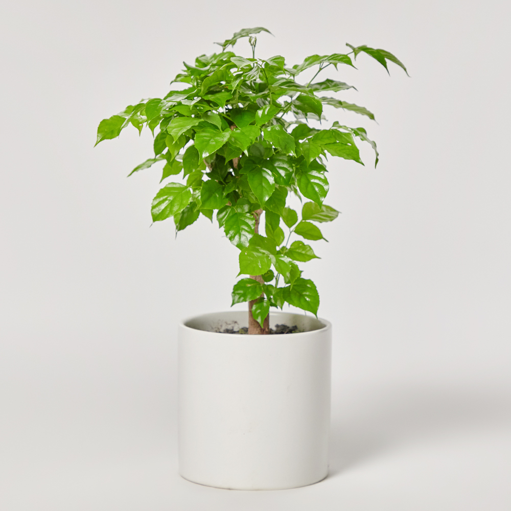 녹보수 소형 테이블용 거실 플랜테리어 개업식 축하 감사 화분선물 집들이 카페식물 전시회