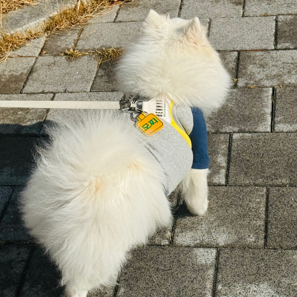 (소형)강아지 네임택 강아지 인식표 전사네임택 이름표 반려견 명찰 정사각형 - 상세 이미지 5