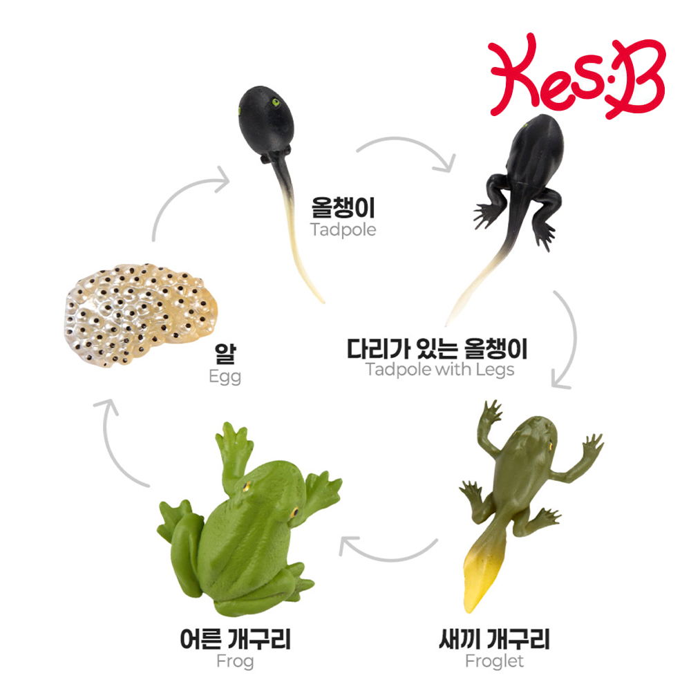 식물 새싹 씨앗 성장 과정 자연 과학 관찰교구 피규어 활용북 포함 어린이집 유치원 - 상세 이미지 3