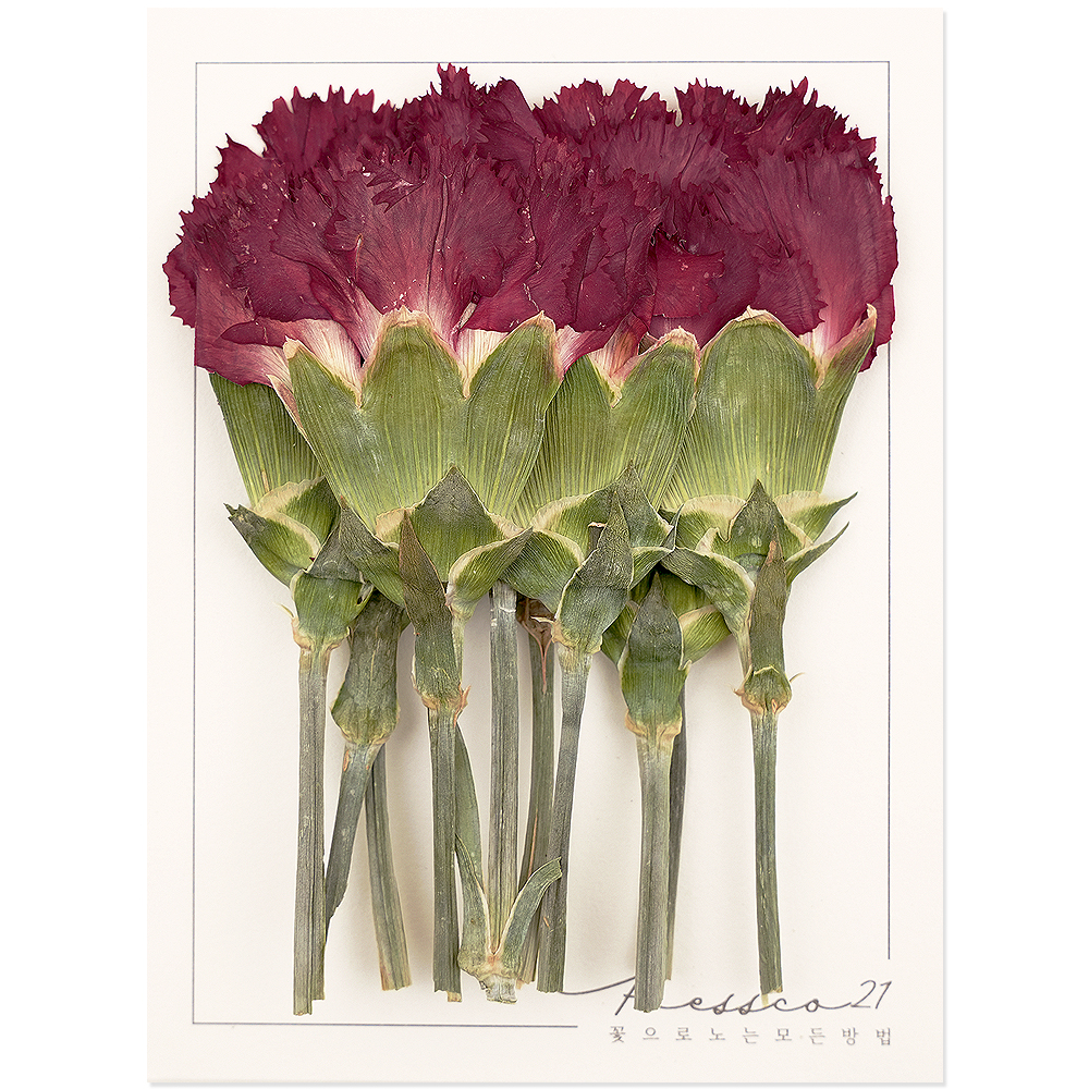 카네이션 압화 어버이날 꽃송이 압화꽃 조화 압화공예 누름꽃 프레스코21 제품 이미지