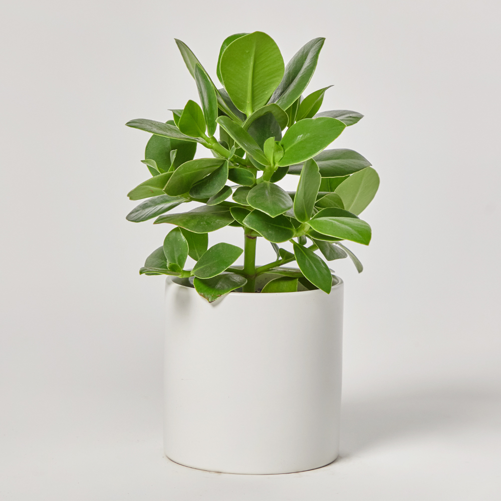 크루시아 소형 테이블용 축하 선물 화분 거실 공기정화 플랜테리어 반려식물 집들이 전시회