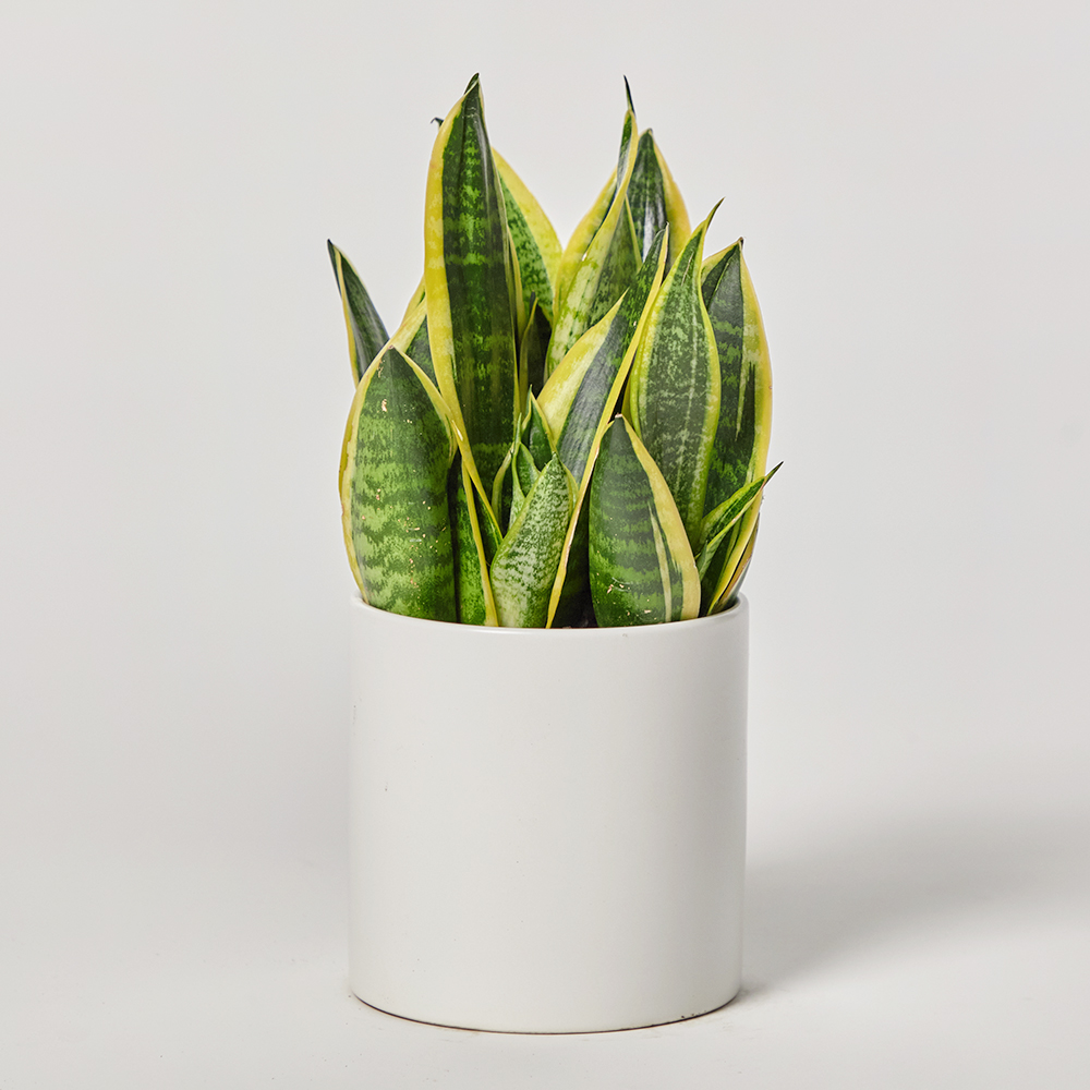 산세베리아 소형 테이블용 전시회 사무실 개업 축하 화분 선물 플랜테리어 집들이 카페식물