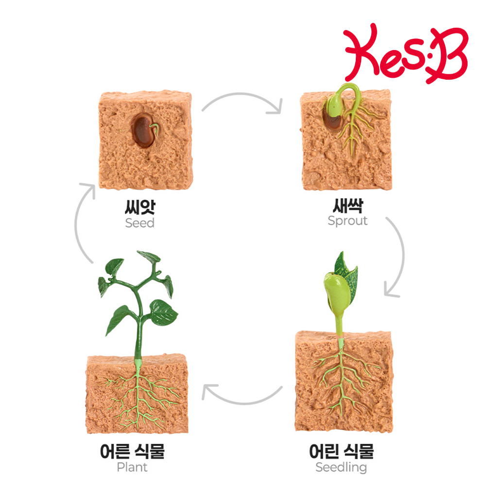 나비 성장 과정 피규어 자연 과학 관찰교구 활용북 포함 어린이집 유치원 이미지 8