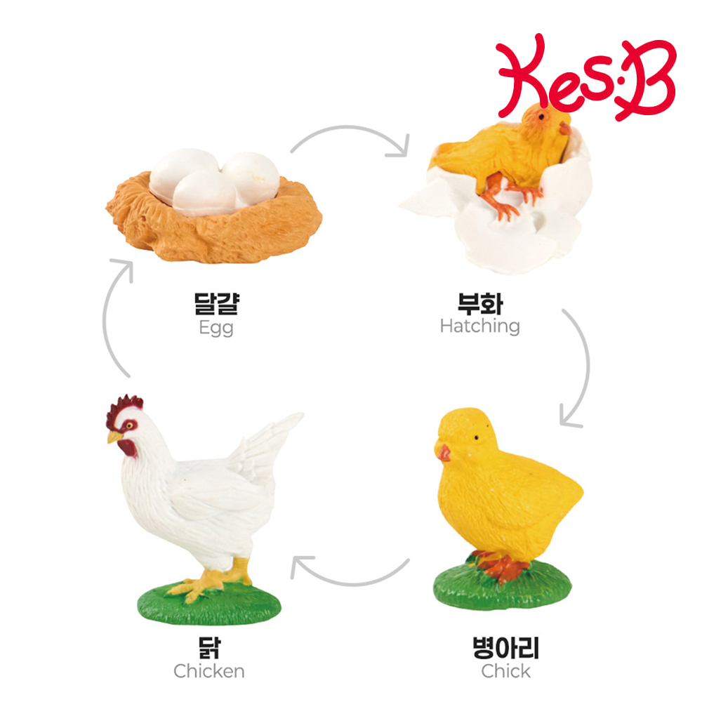 거북이 피규어 성장 과정 모형 자연 과학 관찰교구 활용북 포함 어린이집 유치원 이미지 8