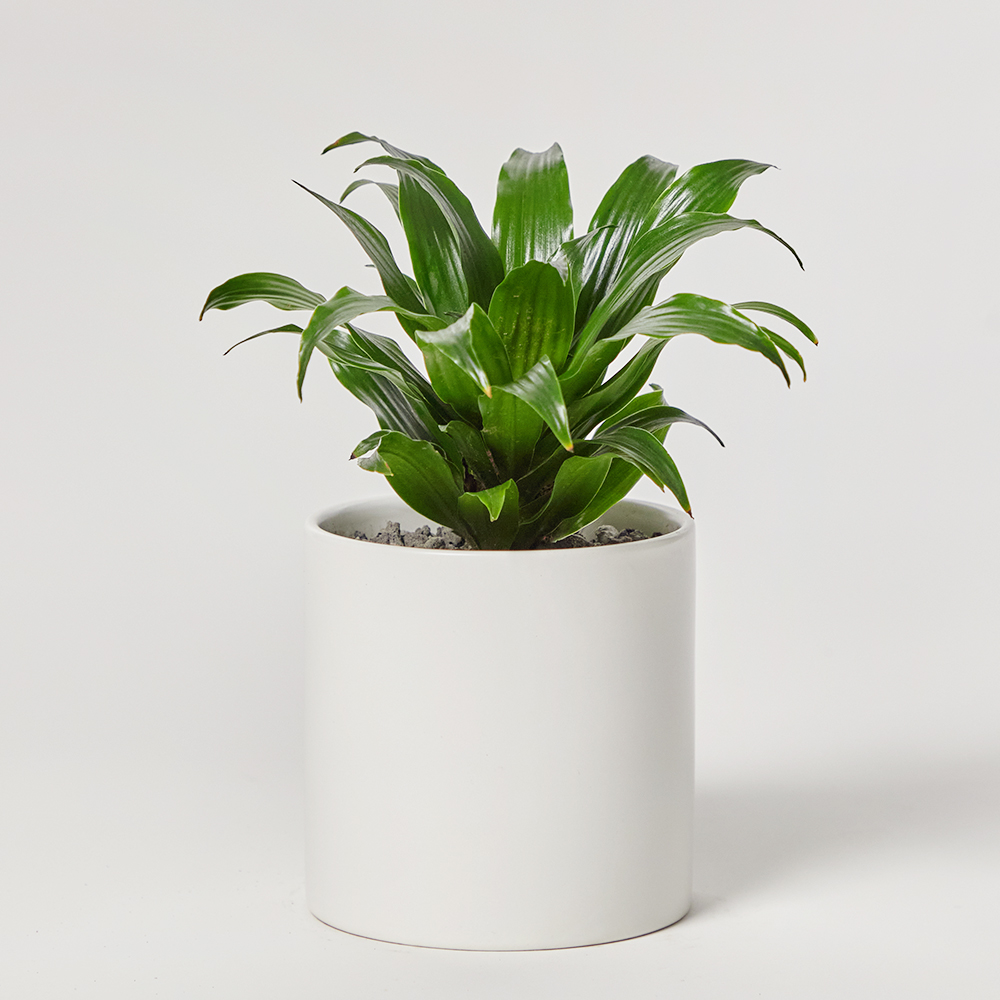 콤팩타 소형 테이블용 카페오픈 사무실 개업 축하 오픈 화분 선물 공기정화식물 전시회 식물