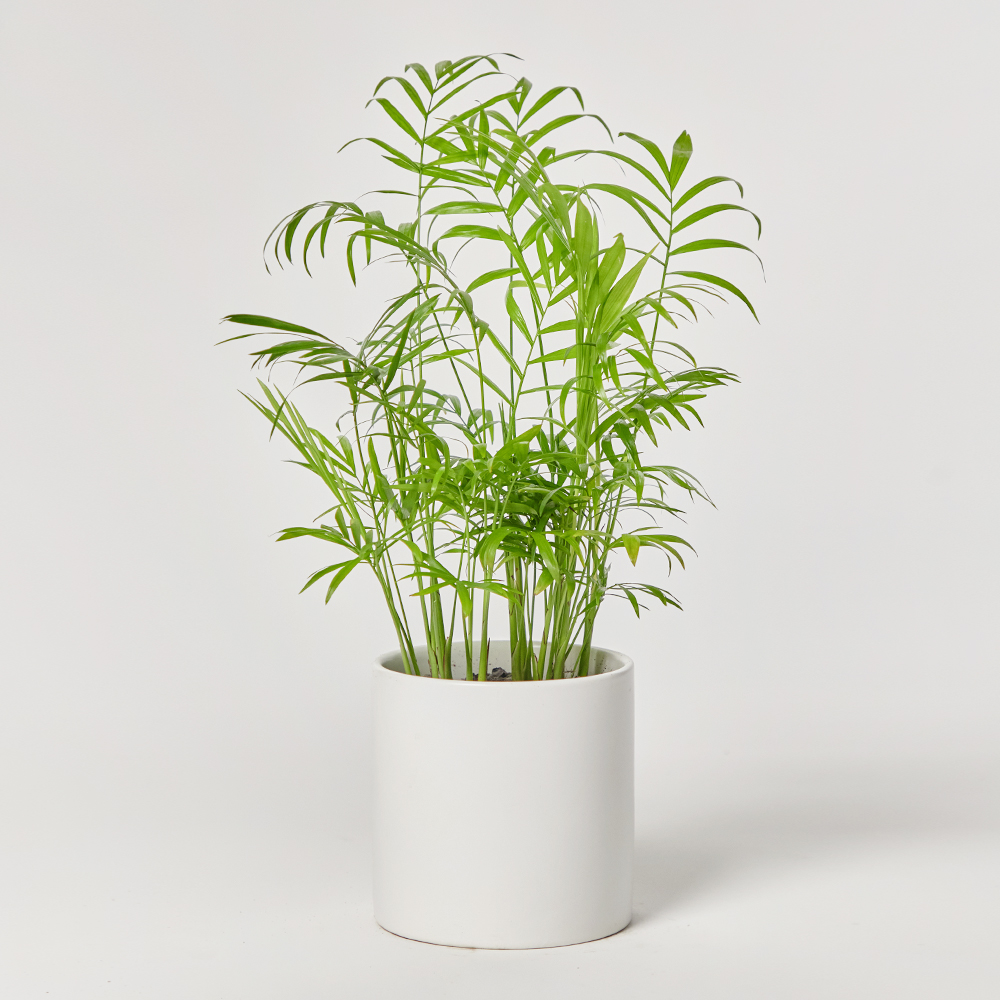 아레카야자 소형 테이블야자 거실 화분 플랜테리어 감사 집들이 선물 개업 공기정화식물