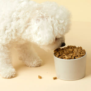 펫토리아 한끼뚝딱 말랑말랑 소프트 강아지 사료 황태+소고기, 3kg, 1... 솔직 후기 | 실제 사용자 리뷰 총정리 - 상품 이미지 3