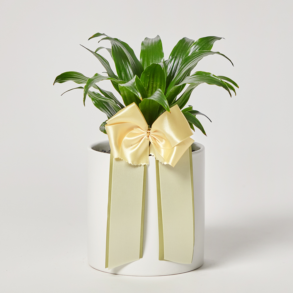 콤팩타 소형 테이블용 카페오픈 사무실 개업 축하 오픈 화분 선물 공기정화식물 전시회 식물