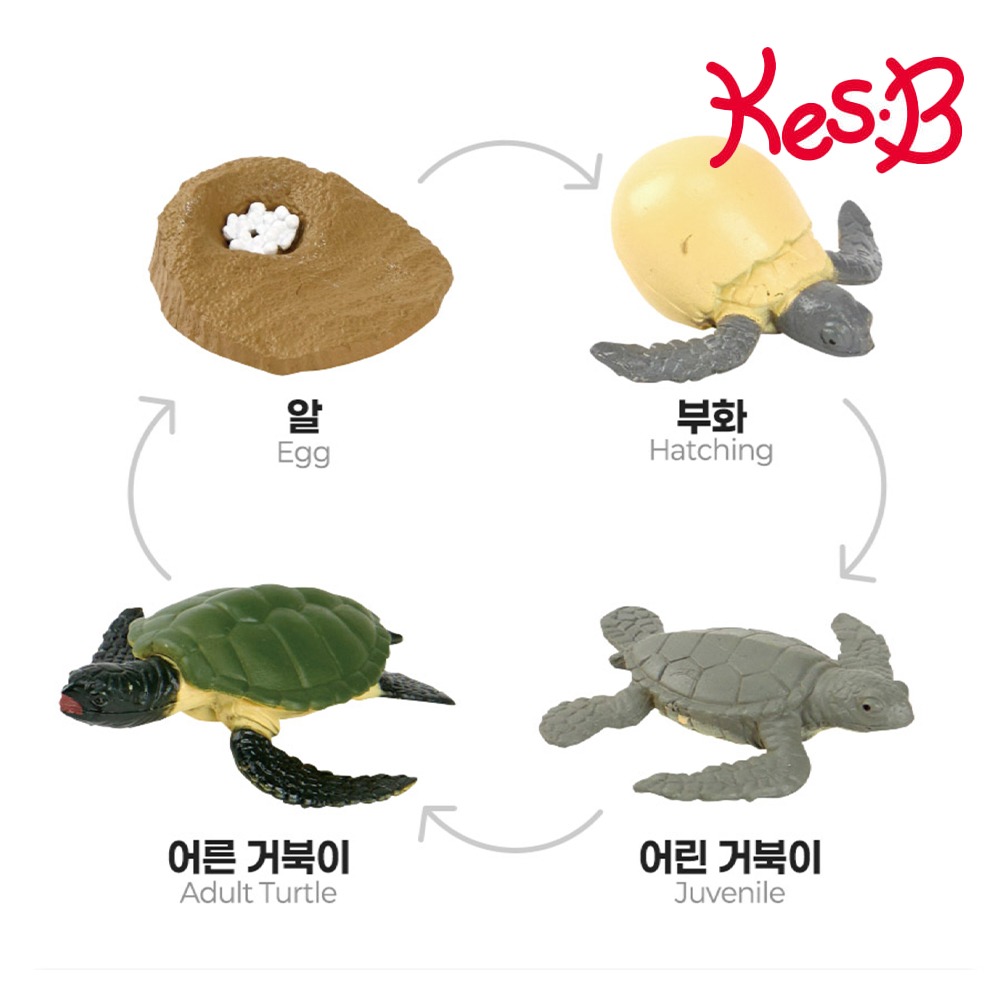 나비 성장 과정 피규어 자연 과학 관찰교구 활용북 포함 어린이집 유치원 - 상세 이미지 5