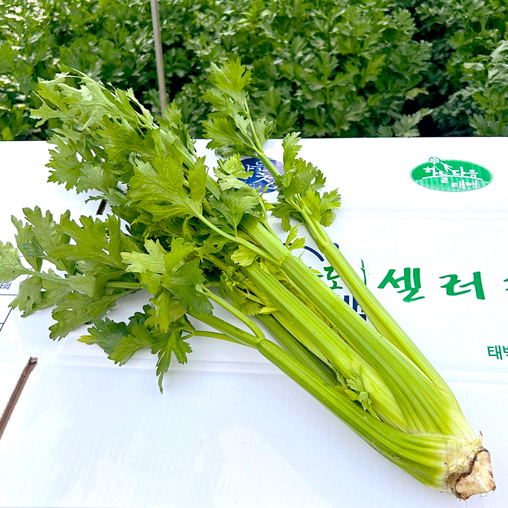 국내산 무농약 샐러리 2kg 셀러리