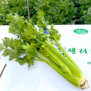 국내산 무농약 샐러리 2kg 셀러리 맛있게 먹은 솔직 후기 - 상품 이미지 1