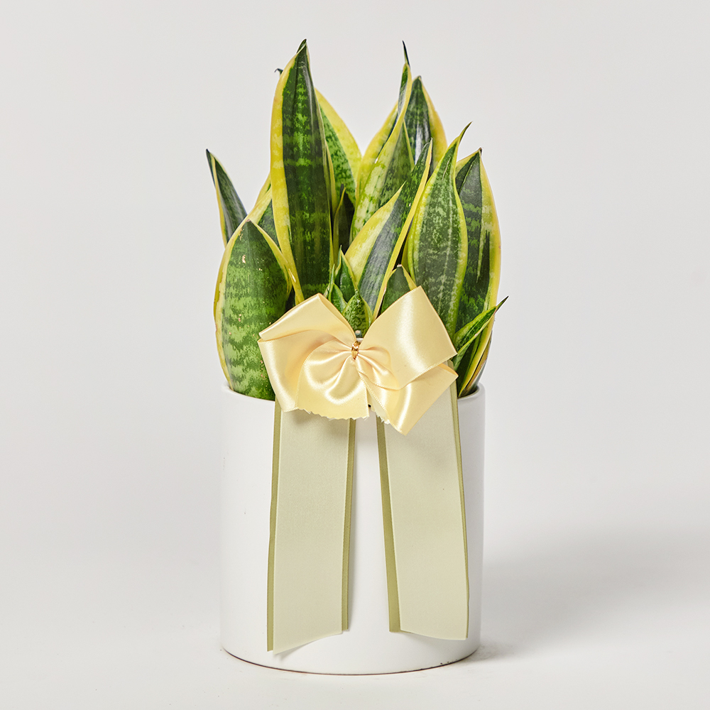 산세베리아 소형 테이블용 전시회 사무실 개업 축하 화분 선물 플랜테리어 집들이 카페식물