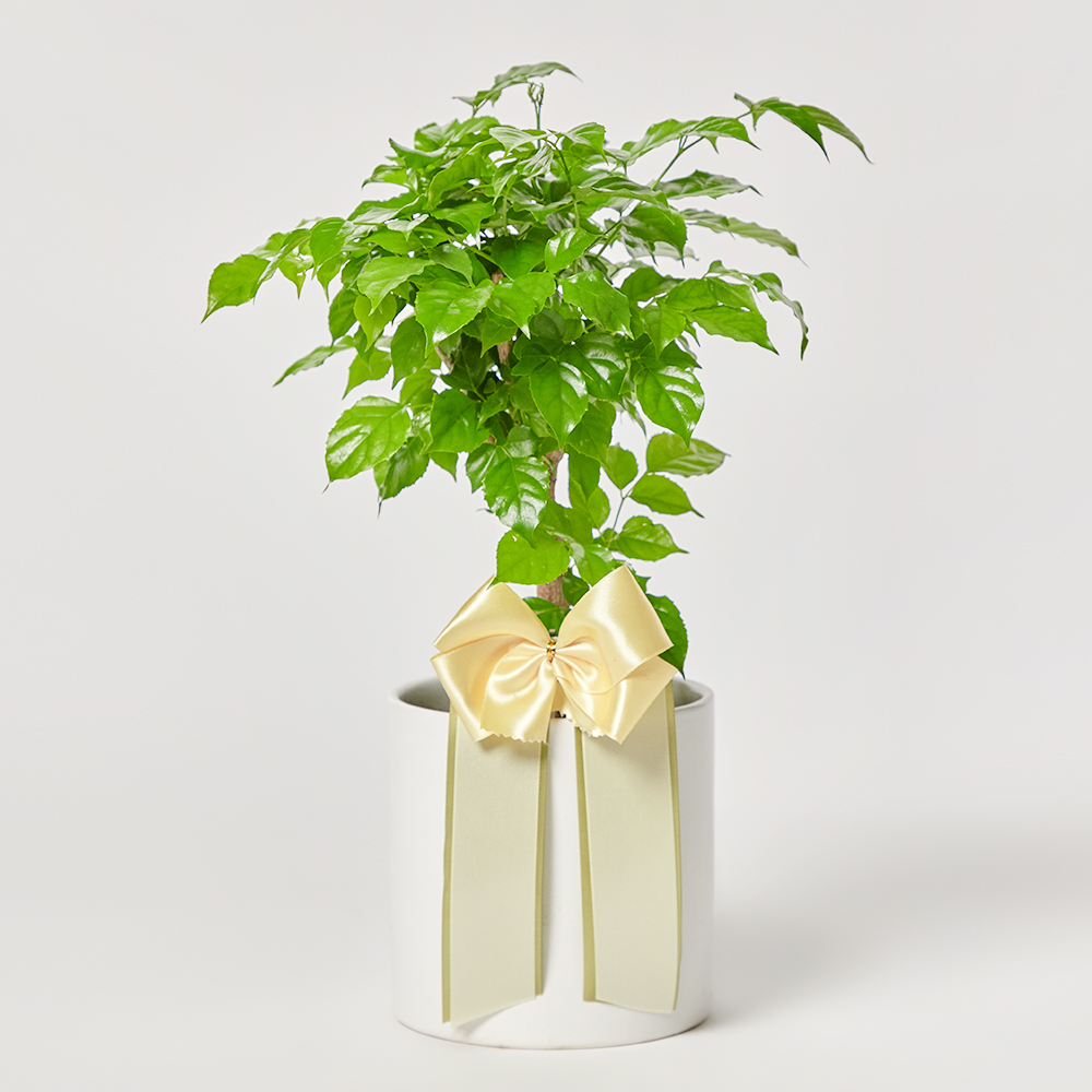 녹보수 소형 테이블용 거실 플랜테리어 개업식 축하 감사 화분선물 집들이 카페식물 전시회