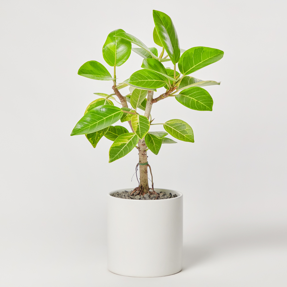 뱅갈고무나무 소형 개업 축하선물 집들이 테이블용 화분 공기정화식물 카페 거실 선물